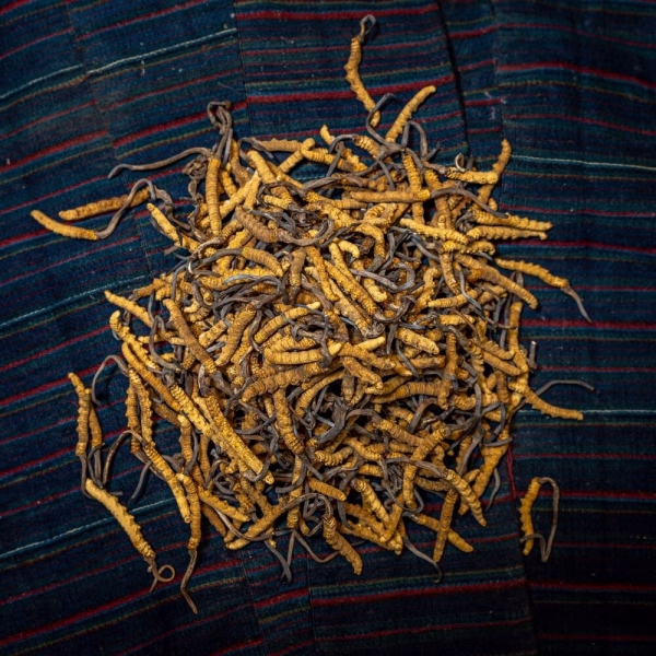 Raw Cordyceps - Image 2