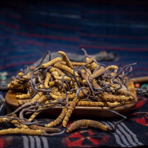 Raw Cordyceps