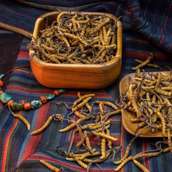 Raw Cordyceps - Image 4