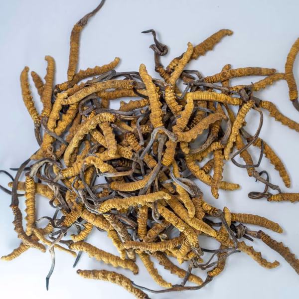 Raw Cordyceps - Image 3
