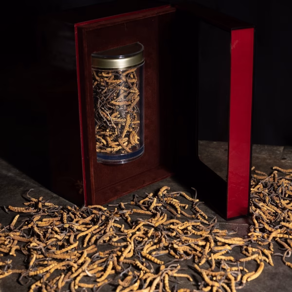 Raw Cordyceps - Image 7