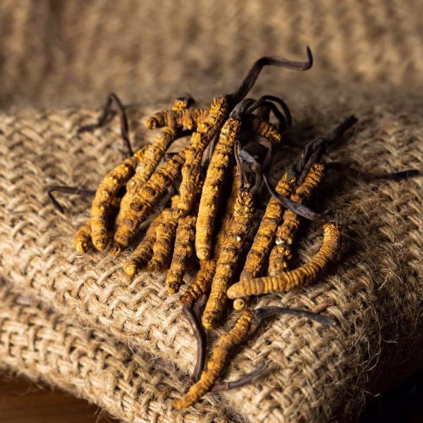Raw Cordyceps - Image 8